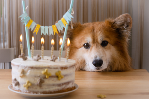 Chien à poil soyeux au pelage doré regardant un gâteau d'anniversaire avec des bougies sur une table, décorée d’une bannière festive. Découvrez des médailles pour chien personnalisées sur penninghond.be.